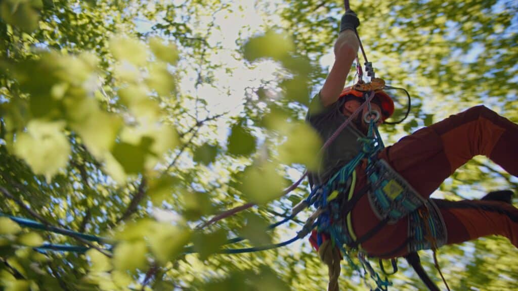 Outdoor-Imagefilm-Dreh, Baumpflege-Einsatz, Seilkletter-Technik, PSA-Sicherheitsausrüstung, Action-Aufnahme, Bewegungs-Unschärfe, Natur-Location, Handwerks-Branche, Recruiting-Video