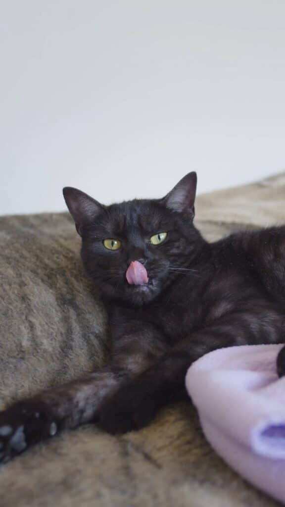 b-roll-tieraufnahme-schwarze-katze-nahaufnahme-zunge-raus-wohnzimmer-sofa-weiches-licht-produktvideo-haustierbranche