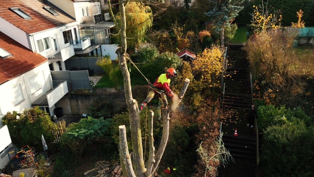 Drohnenaufnahme-baumfällung seilklettertechnik-arboristik kettensäge-einsatz wohngebiet-umgebung gartenbau-service sicherheitsausrüstung-ppe imagefilm-dreh