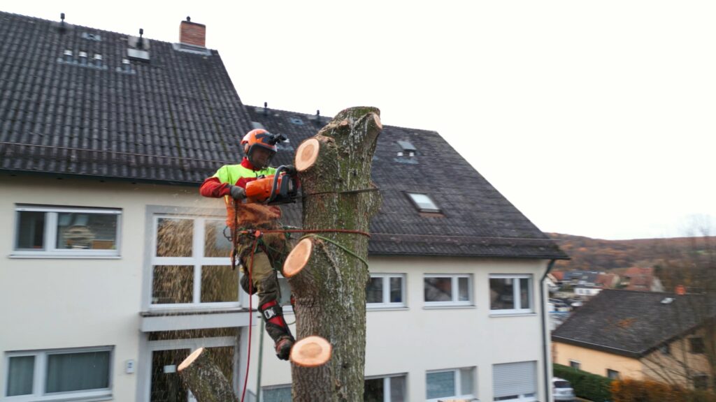 Drohnenaufnahme-Szene Baumpflege-Einsatz Kettensäge-Action Seilklettertechnik-Arbeitssicherheit Handwerk-Imagefilm Wohngebiet-Hausfassade Holzspäne-Dynamik