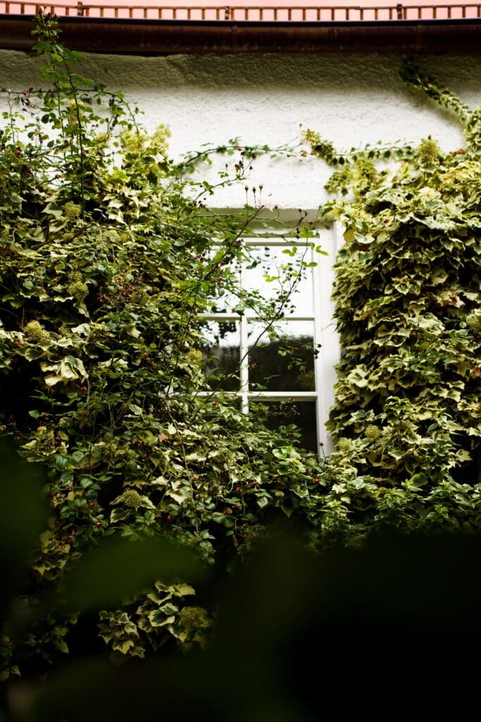 Imagefilm-Dreh-Location Efeu-bewachsene-Hausfassade Fenster-Detail Außenaufnahme-B-Roll Natur-Texturen Mood-Shot Architektur-Ästhetik Garten-Atmosphäre