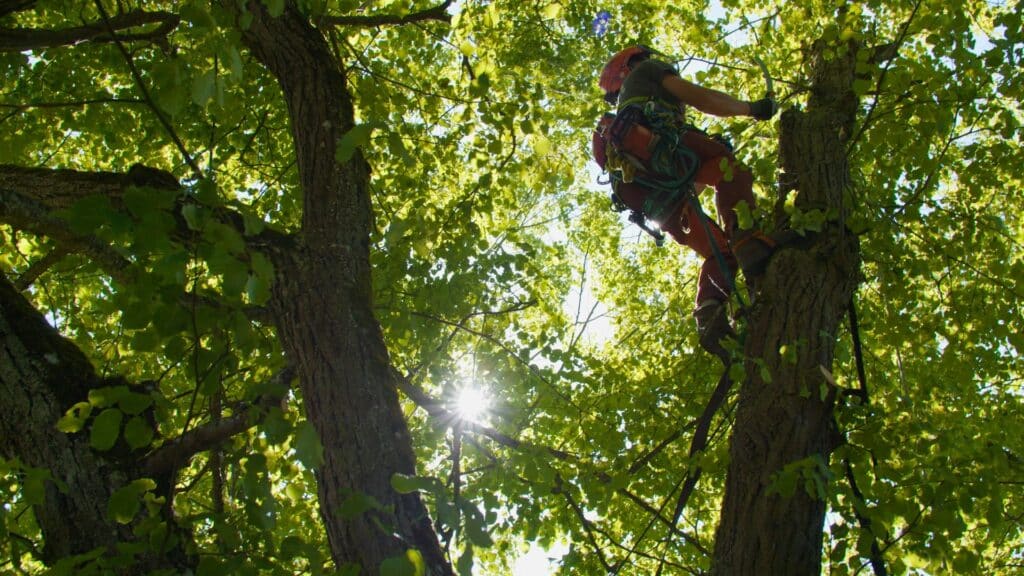 Outdoor-Dreh, Baumpflege-Einsatz, Kletterarbeit-am-Baum, Sicherheitsausrüstung-Seile, Sonnenstrahlen-im-Blätterdach, Natur-Location, Recruiting-Video-Handwerk, Imagefilm-Forstbetrieb