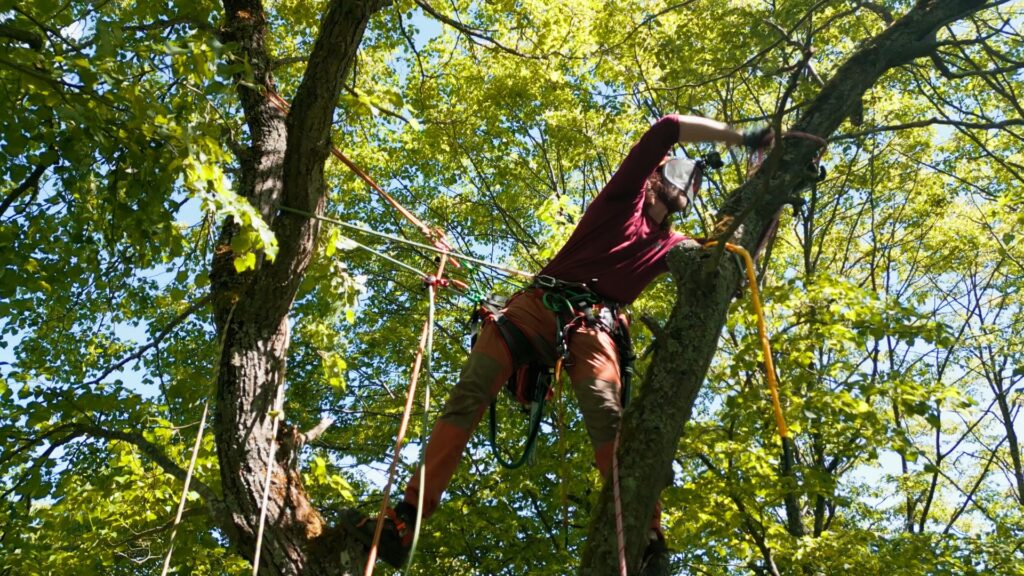 Imagefilm-Dreh Baumpflege-Einsatz Baumkletterer-mit-Klettergurt Seil-Sicherung Teleskop-Säge Outdoor-Location Natur-Aufnahme