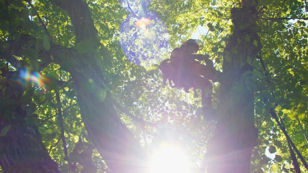 Imagefilm-Dreh, Baumpflege-Einsatz, Kletterarbeiter-mit-Sicherheitsausrüstung, Motorsäge-im-Einsatz, Gegenlicht-Lens-Flare, Natur-Location