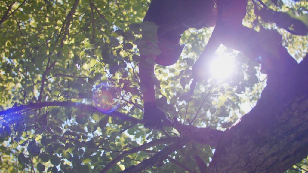 Imagefilm-Dreh, Outdoor-Szene, Baumpflege-Einsatz, Low-Angle, Gegenlicht-Aufnahme, Lens-Flare, Natur-Setting, Arbeitshandschuh-Detail, Cinematic-Look, Recruiting-Video