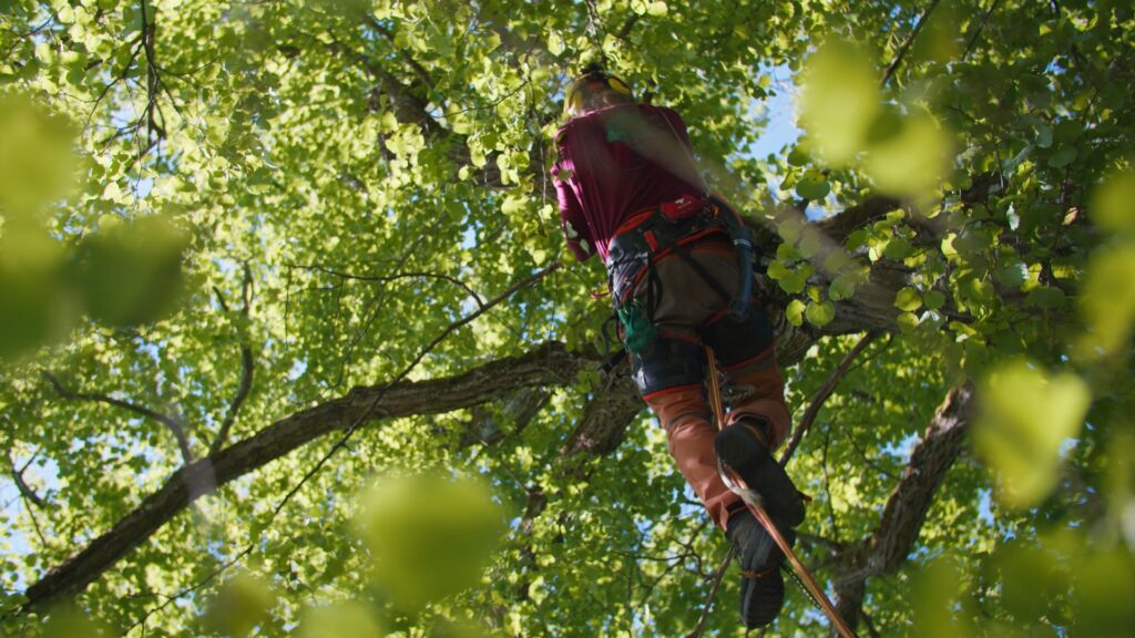Imagefilm-Baumpflege, Recruiting-Video-Handwerk, Outdoor-Dreh, Kletter-Einsatz, Seiltechnik-Sicherung, Arbeitssicherheit-PSA, Low-Angle-Perspektive, Natur-Location, Blätter-Bokeh, Sonnenlicht-Reflexe